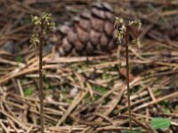 Neottia cordata 9, Kleine keverorchis, Saxifraga-Hans Dekker