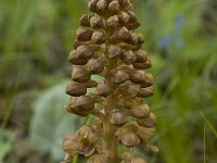 Neottia nidus-avis 11, Vogelnestje, Saxifraga-Marijke Verhagen