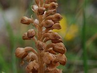 Neottia nidus-avis 12, Vogelnestje, Saxifraga-Willem van Kruijsbergen