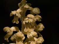 Neottia nidus-avis 16, Vogelnestje, Saxifraga-Jan van der Straaten