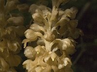 Neottia nidus-avis 2, Vogelnestje, Saxifraga-Jan van der Straaten