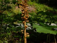 Neottia nidus-avis 20, Vogelnestje, Saxifraga-Ed Stikvoort
