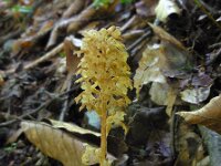 Neottia nidus-avis 24, Vogelnestje, Saxifraga-Ed Stikvoort