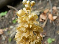 Neottia nidus-avis 27, Vogelnestje, Saxifraga-Rutger Barendse