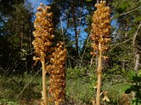Neottia nidus-avis 34, Vogelnestje, Saxifraga-Ed Stikvoort