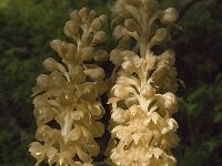 Neottia nidus-avis 5, Vogelnestje, Saxifraga-Jan van der Straaten