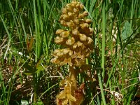 Neottia nidus-avis 53, Vogelnestje, Saxifraga-Hans Grotenhuis