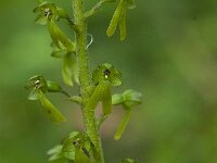 Neottia ovata 27, Grote keverorchis, Saxifraga-Willem van Kruijsbergen