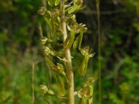 Neottia ovata 32, Grote keverorchis, Saxifraga-Ed Stikvoort