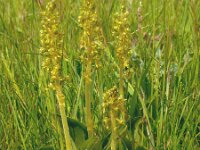 Neottia ovata 35, Grote keverorchis, Saxifraga-Ed Stikvoort