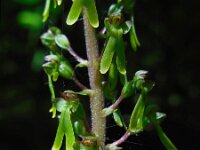 Neottia ovata 40, Grote keverorchis, Saxifraga-Ed Stikvoort