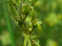 Neottia ovata 42, Grote keverorchis, Saxifraga-Ed Stikvoort