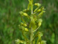 Neottia ovata 43, Grote keverorchis, Saxifraga-Ed Stikvoort