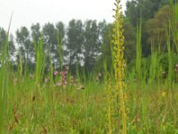 Neottia ovata 44, Grote keverorchis, Saxifraga-Ed Stikvoort