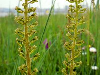 Neottia ovata 46, Grote keverorchis, Saxifraga-Ed Stikvoort