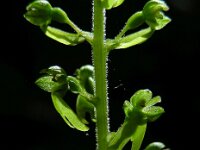 Neottia ovata 49, Grote keverorchis, Saxifraga-Ed Stikvoort