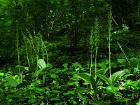 Neottia ovata 52, Grote keverorchis, Saxifraga-Ed Stikvoort
