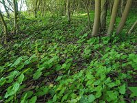 Neottia ovata 59, Grote keverorchis, Saxifraga-Hans Dekker