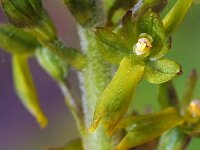 Neottia ovata 62, Grote keverorchis, Saxifraga-Hans Dekker