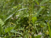 Neottia ovata 66, Grote keverorchis, Saxifraga-Jan Nijendijk