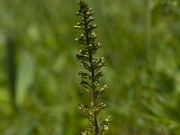 Neottia ovata 67, Grote keverorchis, Saxifraga-Jan Nijendijk