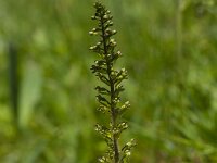 Neottia ovata 68, Grote keverorchis, Saxifraga-Jan Nijendijk