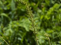 Neottia ovata 70, Grote keverorchis, Saxifraga-Jan Nijendijk