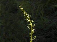 Neottia ovata 8, Grote keverorchis, Saxifraga-Marijke Verhagen