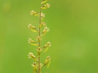 Neottia ovata 86, Grote keverorchis, Saxifraga-Mark Zekhuis