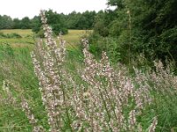 Nepeta nuda 2, Saxifraga-Jan Willem Jongepier