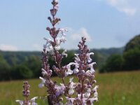 Nepeta nuda 3, Saxifraga-Jan Willem Jongepier