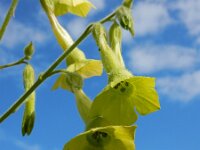 Nicotiana langsdorffii 3, Saxifraga-Ed Stikvoort