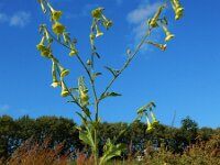Nicotiana langsdorffii 4, Saxifraga-Ed Stikvoort