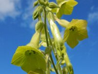Nicotiana langsdorffii 6, Saxifraga-Ed Stikvoort