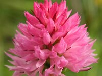 Nigritella archiducis-joannis 2, Saxifraga-Hans Dekker