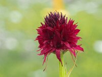Nigritella austriaca 7, Saxifraga-Hans Dekker