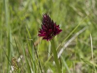 Nigritella austriaca 9, Saxifraga-Willem van Kruijsbergen