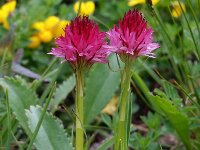 Nigritella bicolor 2, Saxifraga-Hans Dekker