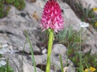 Nigritella bicolor 5, Saxifraga-Hans Dekker