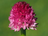 Nigritella buschmaniae 6, Saxifraga-Hans Dekker