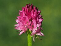 Nigritella buschmaniae 7, Saxifraga-Hans Dekker