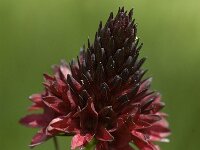 Nigritella cenisia 2, Saxifraga-Jan van der Straaten