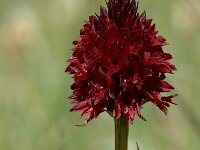 Nigritella cenisia 3, Saxifraga-Jan van der Straaten