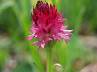 Nigritella dolomitensis 2, Saxifraga-Hans Dekker