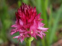 Nigritella dolomitensis 3, Saxifraga-Hans Dekker