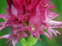 Nigritella dolomitensis 4, Saxifraga-Hans Dekker