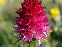 Nigritella dolomitensis 5, Saxifraga-Hans Dekker