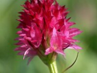 Nigritella dolomitensis 6, Saxifraga-Hans Dekker