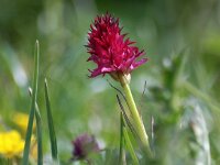 Nigritella dolomitensis 7, Saxifraga-Hans Dekker