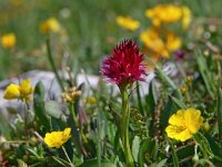 Nigritella dolomitensis 8, Saxifraga-Hans Dekker